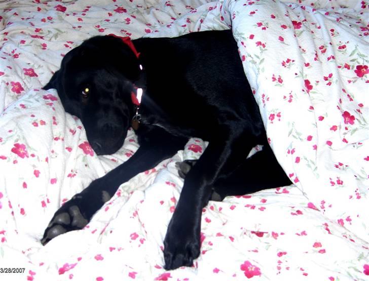 Blanding af racer Samson - Ja, man skal jo også sove engang imellem billede 6