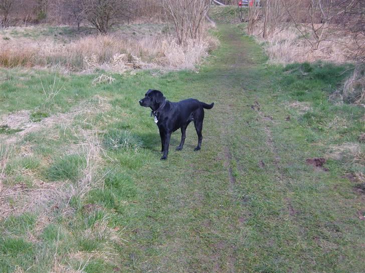 Labrador retriever Sandy. - Det er meget interesant. billede 9