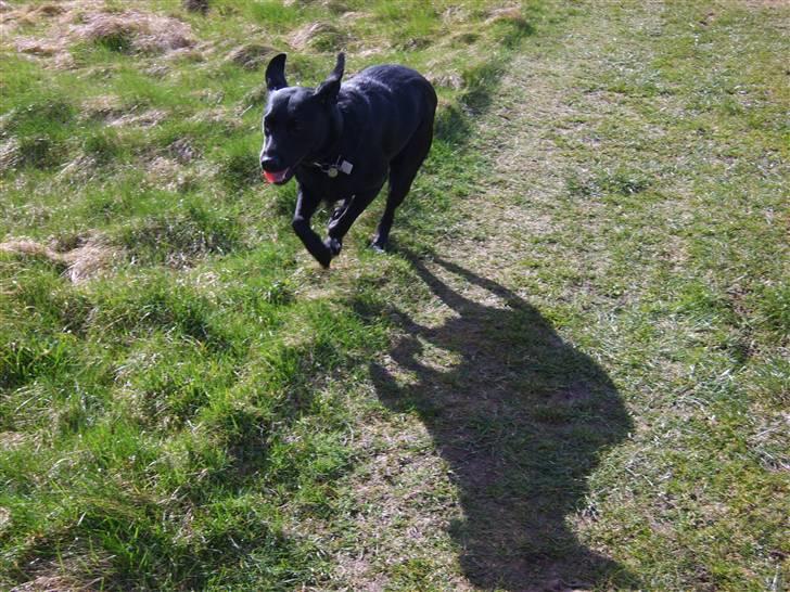 Labrador retriever Sandy. - Her kommer jeg for fuldt firspring. Jubiiii................ billede 10