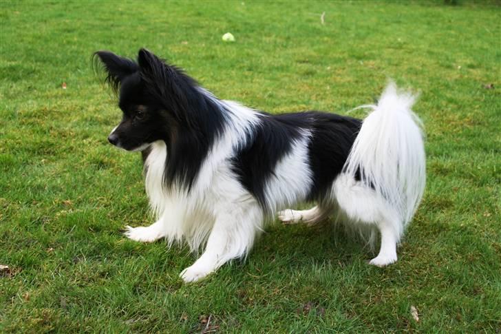 Papillon Birkedal's Hovsa / Pjevs billede 1