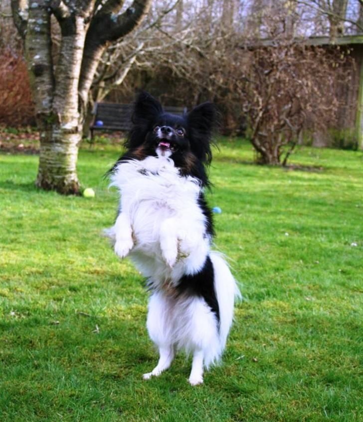 Papillon Birkedal's Hovsa / Pjevs billede 2