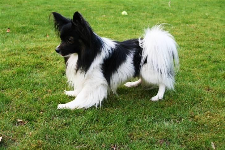 Papillon Birkedal's Hovsa / Pjevs billede 3