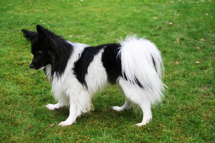 Papillon Birkedal's Hovsa / Pjevs billede 4