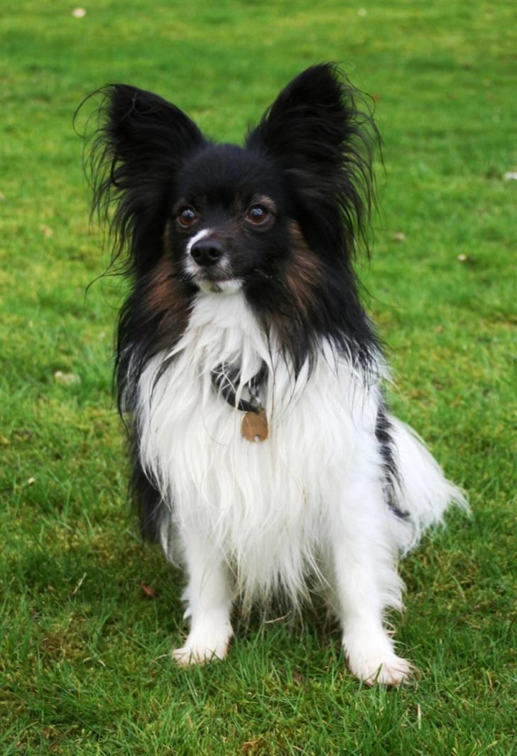 Papillon Birkedal's Hovsa / Pjevs billede 6