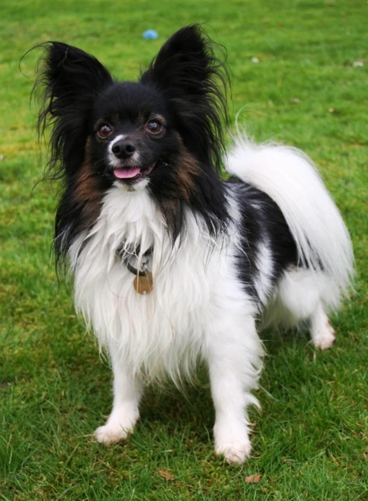 Papillon Birkedal's Hovsa / Pjevs billede 7