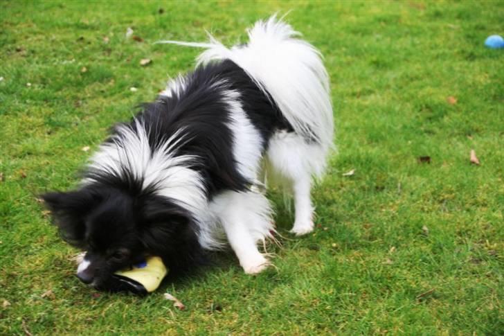 Papillon Birkedal's Hovsa / Pjevs billede 8