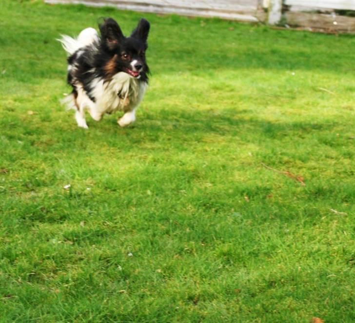 Papillon Birkedal's Hovsa / Pjevs billede 9