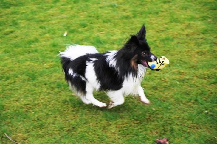 Papillon Birkedal's Hovsa / Pjevs billede 10