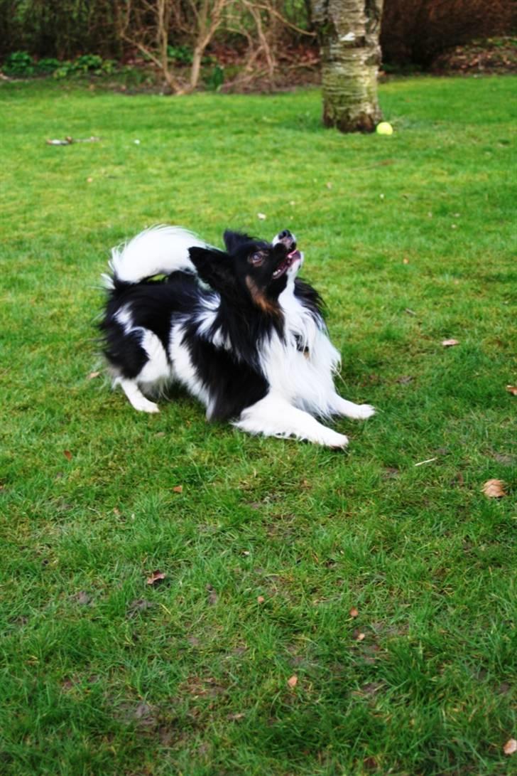 Papillon Birkedal's Hovsa / Pjevs billede 11