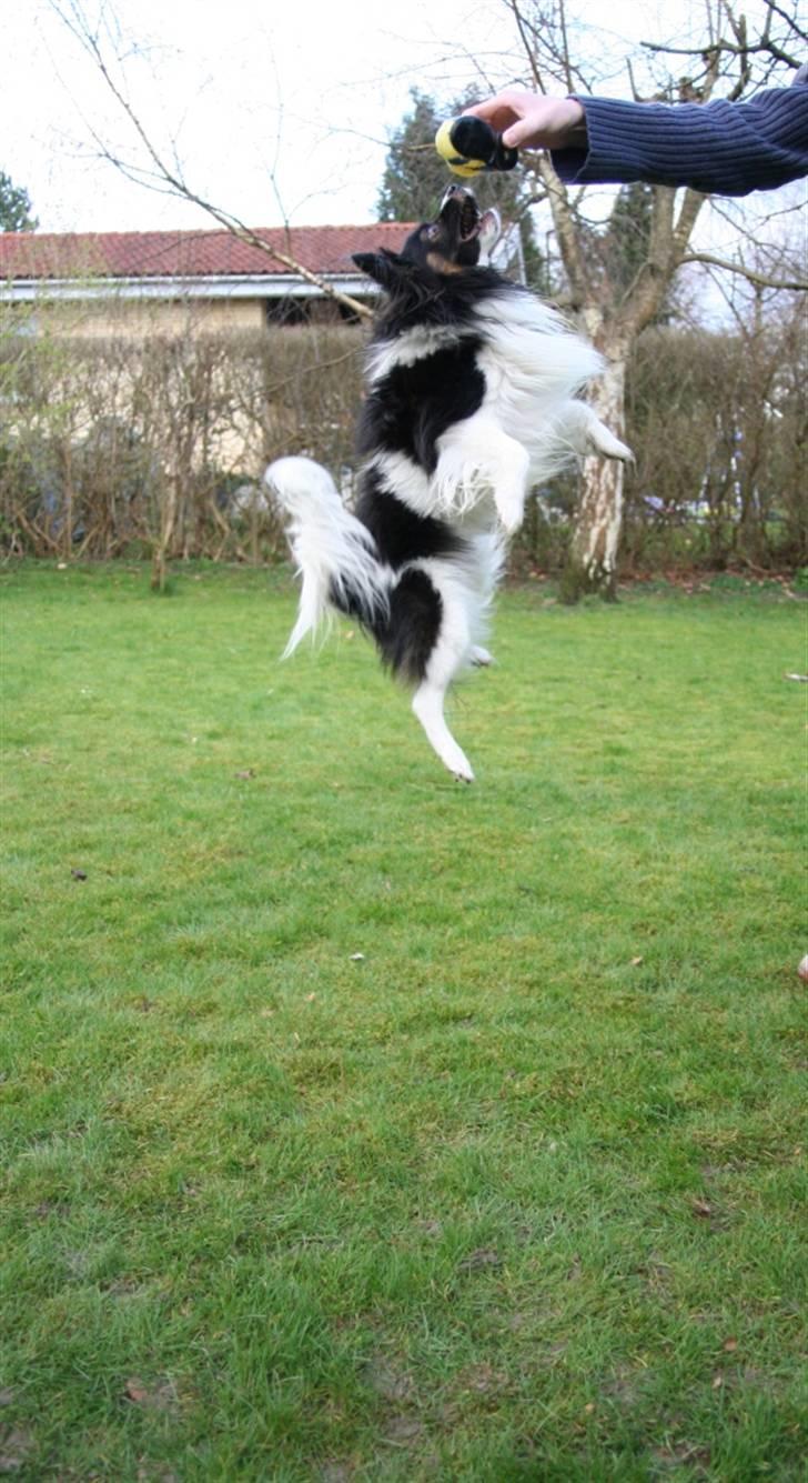 Papillon Birkedal's Hovsa / Pjevs billede 12