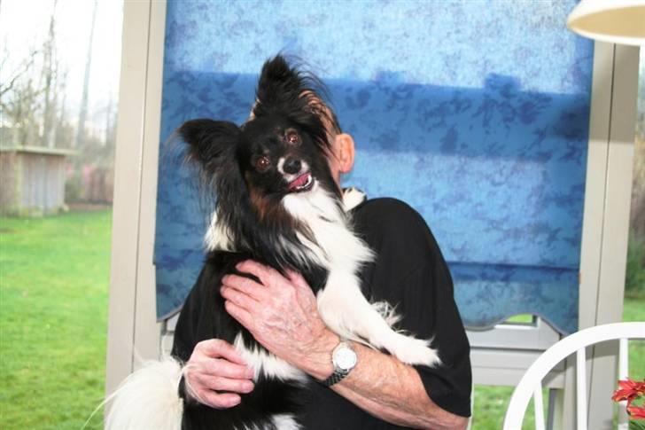 Papillon Birkedal's Hovsa / Pjevs - Her sidder han hos sin "far" billede 14