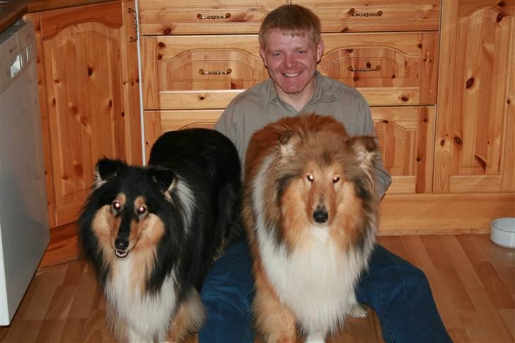 Collie langhåret Bella billede 2