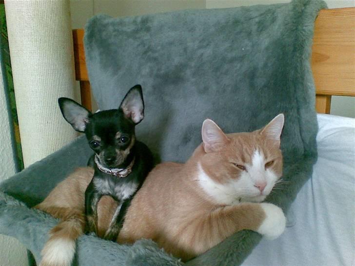 Chihuahua Cloe billede 9