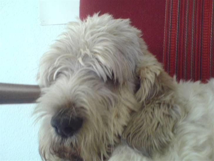 Grand basset griffon vendéen Fiffi<3 AFLIVET ;´(  - Her ligger jeg jo fint, man skal jo tage en lur engang imellem <3 billede 6