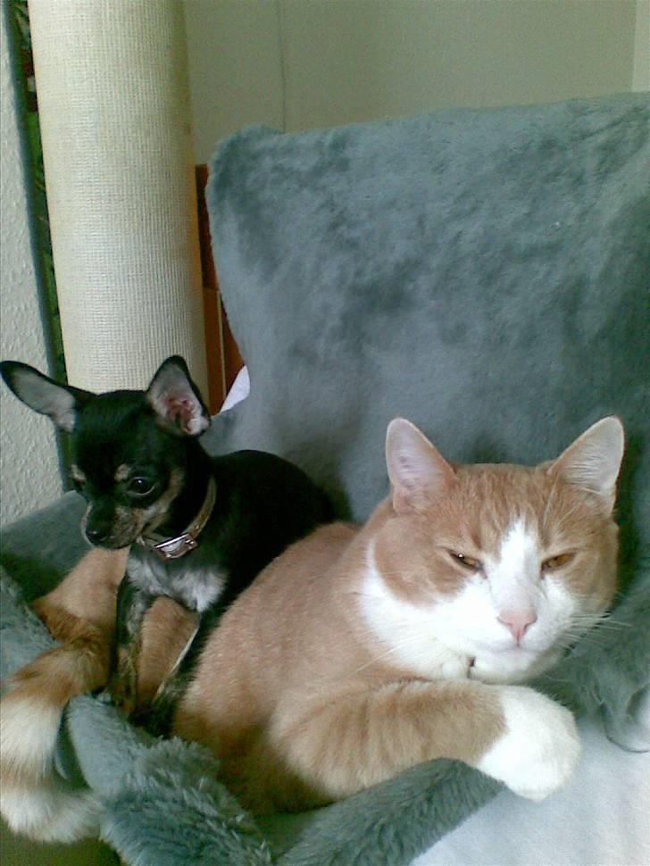 Chihuahua Cloe billede 10