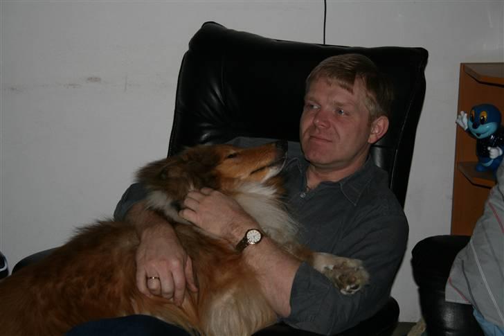 Collie langhåret Samion Sailor de Monds billede 1