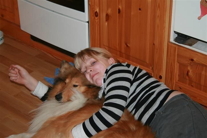 Collie langhåret Samion Sailor de Monds billede 2