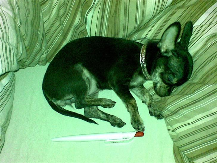 Chihuahua Cloe billede 11