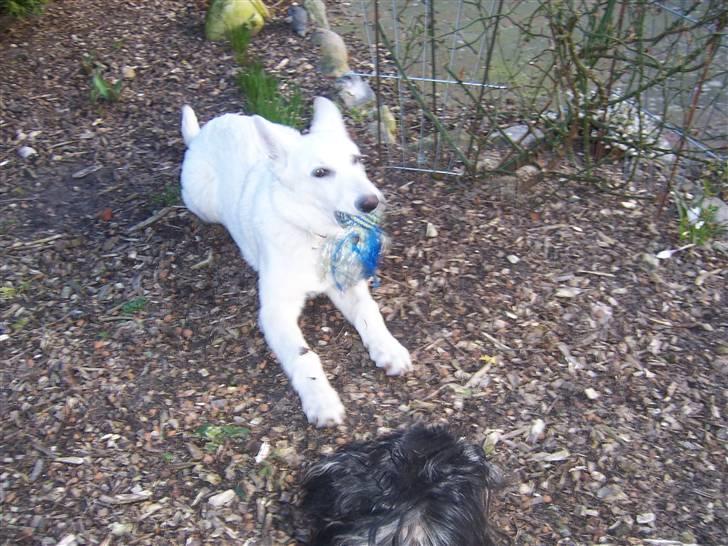 Hvid Schweizisk Hyrdehund Arven RIP billede 2