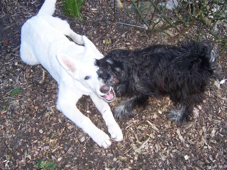 Hvid Schweizisk Hyrdehund Arven RIP billede 3