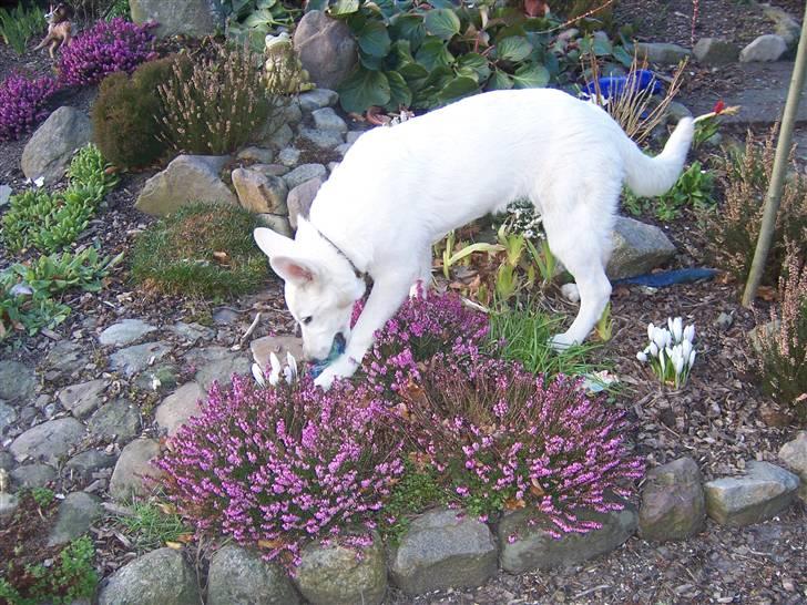 Hvid Schweizisk Hyrdehund Arven RIP billede 4