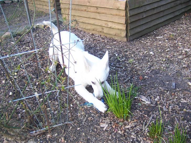 Hvid Schweizisk Hyrdehund Arven RIP billede 5