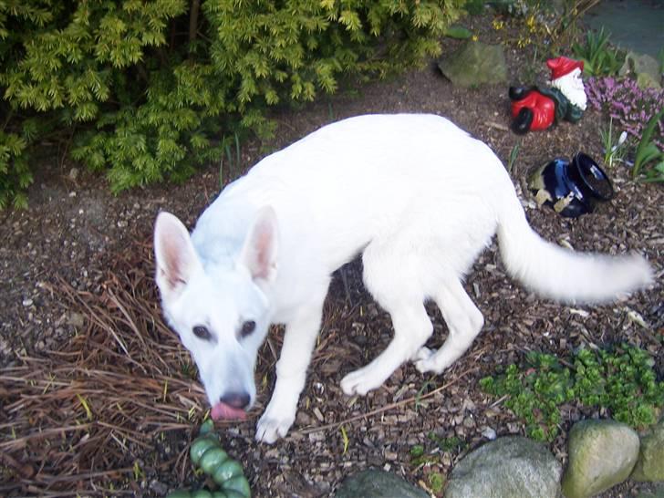 Hvid Schweizisk Hyrdehund Arven RIP billede 6