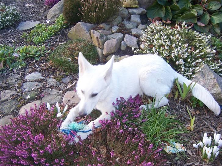 Hvid Schweizisk Hyrdehund Arven RIP billede 7