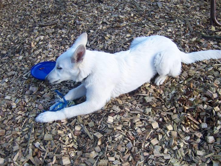 Hvid Schweizisk Hyrdehund Arven RIP billede 8