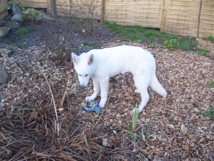 Hvid Schweizisk Hyrdehund Arven RIP billede 9