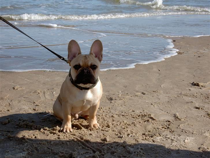 Fransk bulldog Joker Face Brown Sugar billede 14