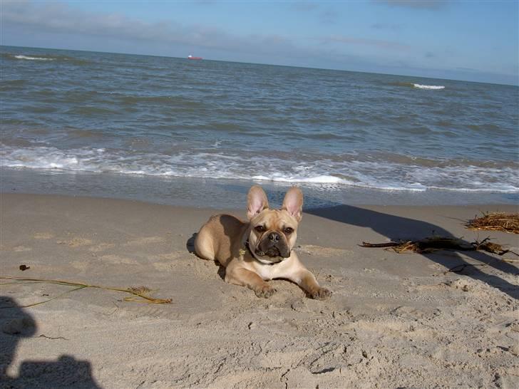 Fransk bulldog Joker Face Brown Sugar billede 15