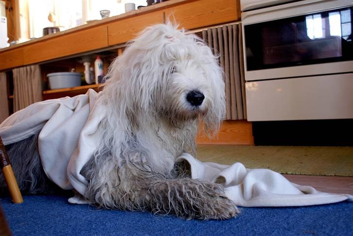 Old english sheepdog Molly - Snavset hund, mums! billede 11