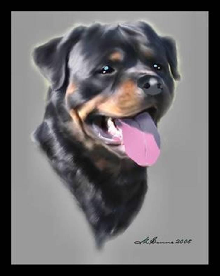 Rottweiler Heitah's Miro billede 14