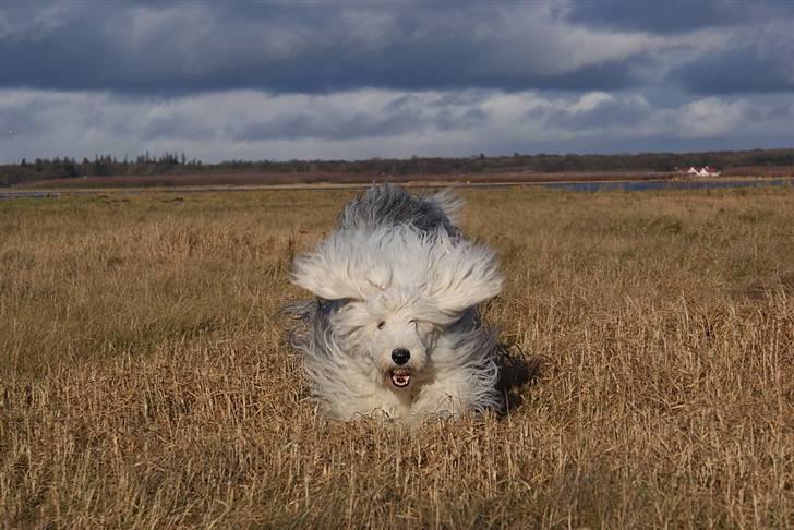 Old english sheepdog Molly - ´bjørnen´ i bevægelse billede 12