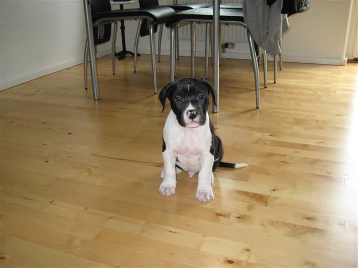 Blanding af racer Enzo *SOLGT* - Næsten 9 uger. billede 1