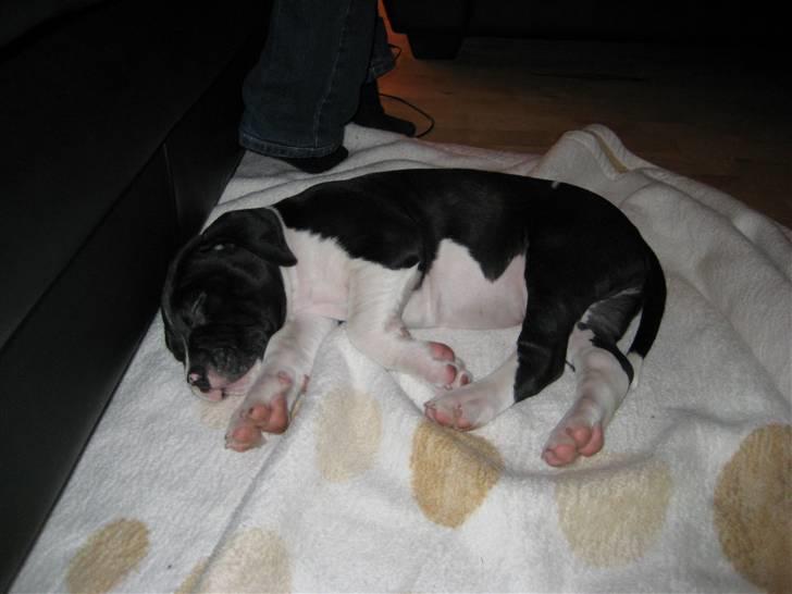 Blanding af racer Enzo *SOLGT* - Ihh hvor jeg putter godt her... billede 2