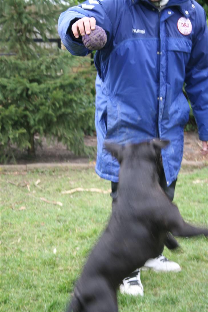 Staffordshire bull terrier Gucci billede 15