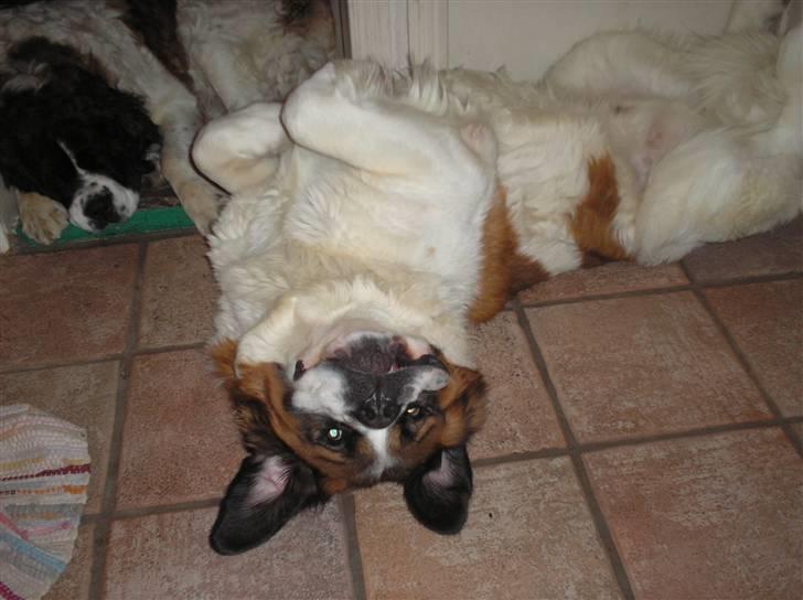 Sankt bernhardshund brutalis billede 18