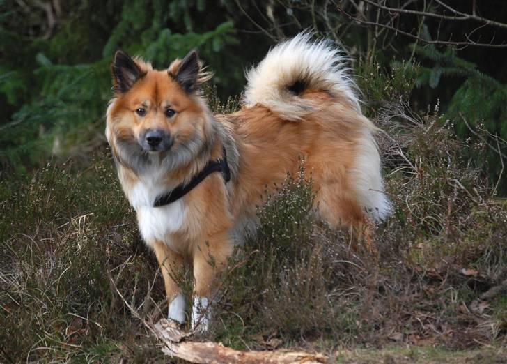 Islandsk fårehund Solargeisli Reiki billede 15