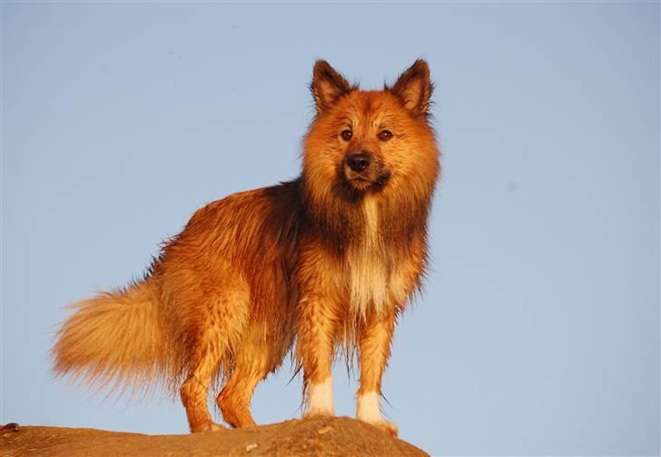 Islandsk fårehund Solargeisli Reiki billede 16