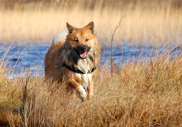 Islandsk fårehund Solargeisli Reiki billede 17