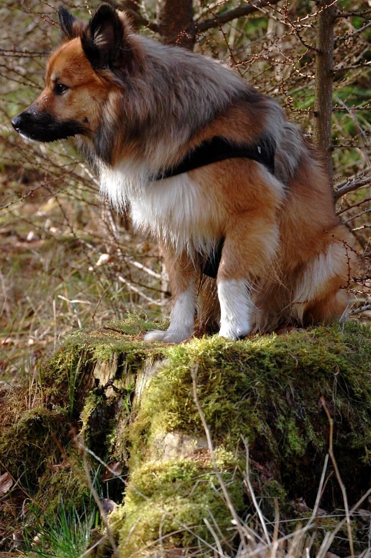 Islandsk fårehund Solargeisli Reiki billede 18