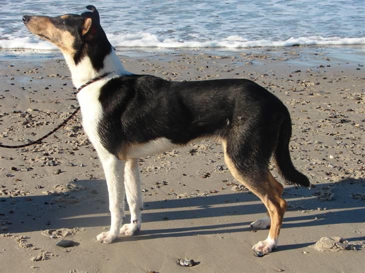 Collie korthåret Sirius.  billede 12