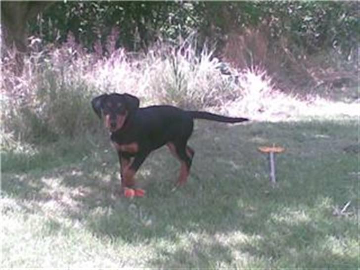 Dobermann Bonnie billede 1