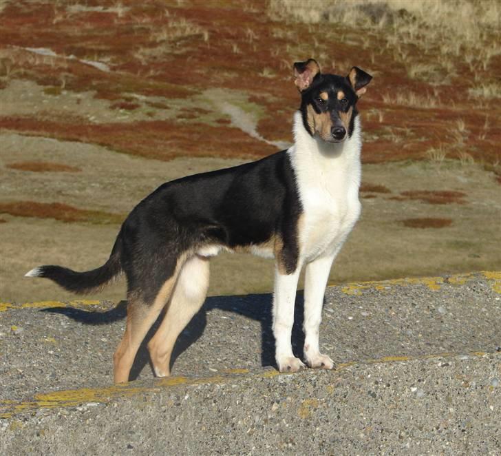 Collie korthåret Sirius.  billede 13