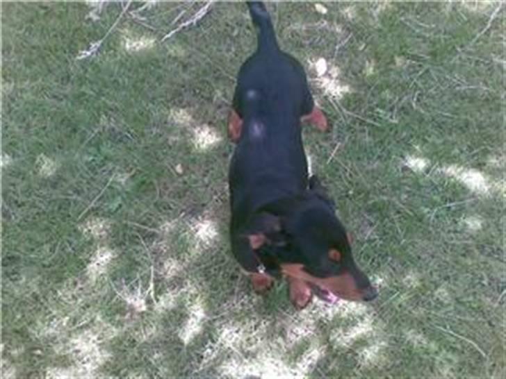 Dobermann Bonnie billede 2