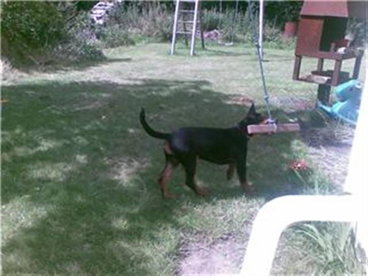 Dobermann Bonnie billede 3