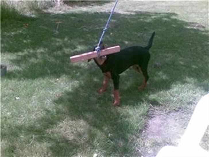 Dobermann Bonnie billede 4