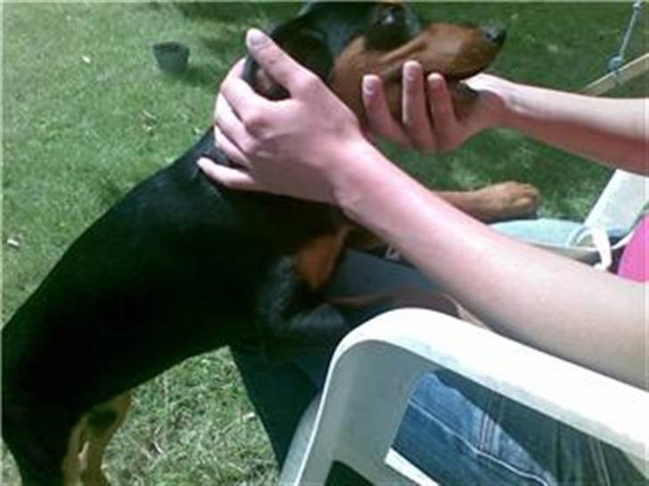 Dobermann Bonnie billede 5